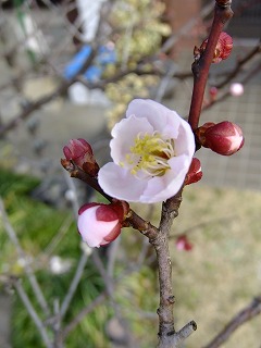 山梨県 565.jpg