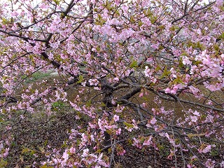 山梨県 675.jpg